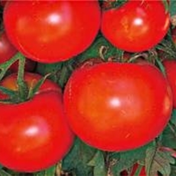 Tomatoe - Celebrity