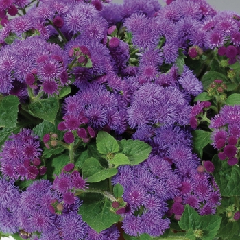 Ageratum houstonianum (Flossflower) - Artist® Blue
