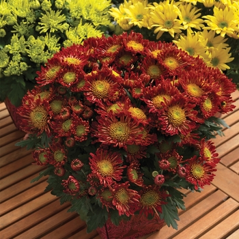 Chrysanthemum indicum - 'Encino™ Red Improved' Pot Mum