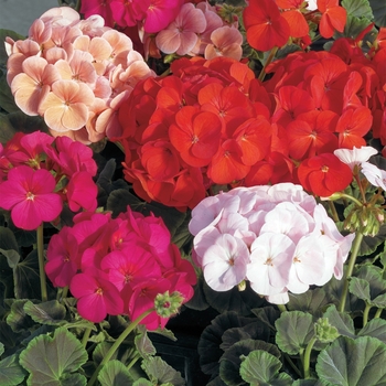 Pelargonium x hortorum (Zonal Geranium) - BullsEye™ 'Mix'