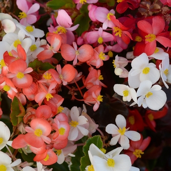 Begonia - BabyWing® Mix
