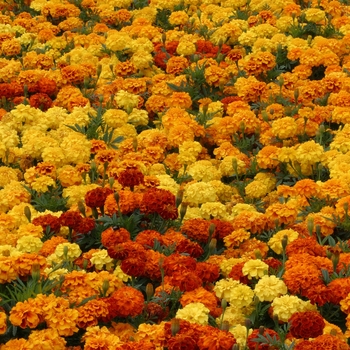 Tagetes (French Marigold) - Zenith™ 'Mix'