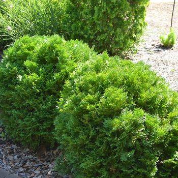 Thuja occidentalis 'Bobazam' 'Bobazam' (Arborvitae) - Mr. Bowling Ball® Arborvitae