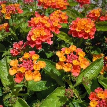 Lantana - Havana® 'Harvest Moon'