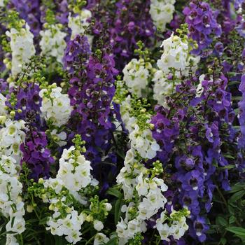 Angelonia angustifolia (Summer Snapdragon) - Serena® 'Waterfall Mix'